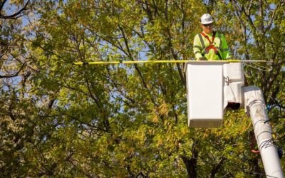 What Should the Personal Characteristics of an Arborist be?